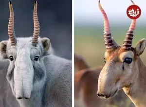 ببینید| بزکوهی سایگا؛ حیوانی کمیاب با دماغی عجیب و غریب