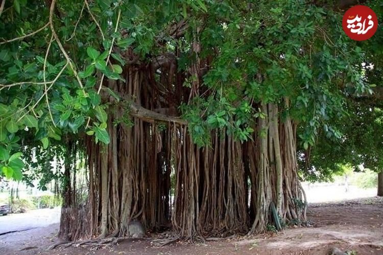 تصاویر؛ درختان عجیب دنیا؛ از اژدهای خونریز تا رنگین کمانی از رنگ ها 