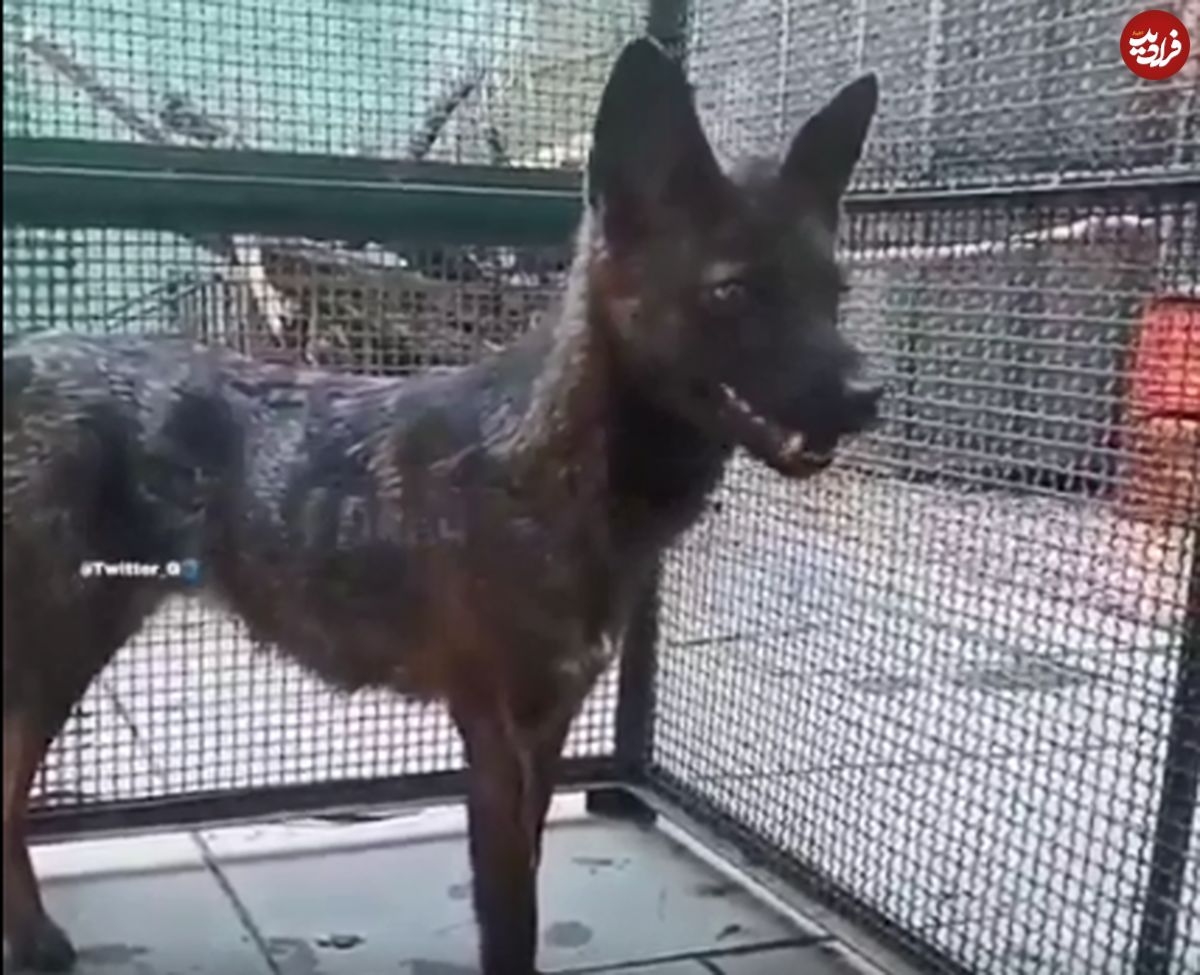 ( ویدیو) کشف ترکیب سگ و روباه برای اولین بار در برزیل