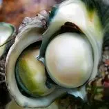 ببینید| غذای خیابانی در ژاپن؛ برش و تهیه دو نوع غذا با حلزون دریایی غول پیکر در اوکیناوا