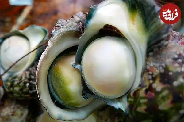 ببینید| غذای خیابانی در ژاپن؛ برش و تهیه دو نوع غذا با حلزون دریایی غول پیکر در اوکیناوا