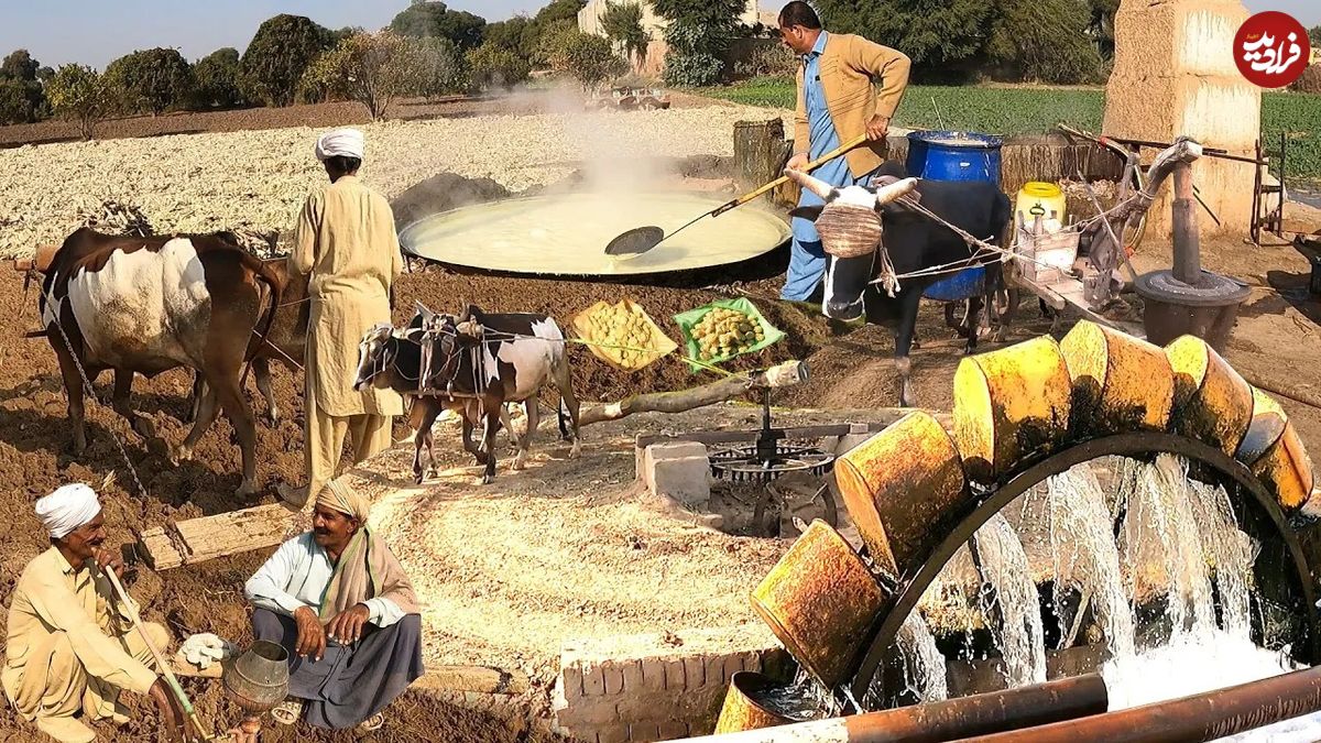 (ویدئو) زندگی زیبای روستایی در پاکستان؛ فرهنگ قدیمی پنجابی در کار و کشاورزی را ببینید