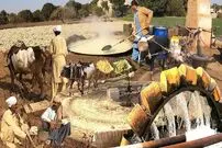 (ویدئو) زندگی زیبای روستایی در پاکستان؛ فرهنگ قدیمی پنجابی در کار و کشاورزی را ببینید