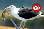 ببینید| شکار و بلعیدن موش توسط یک مرغ دریایی