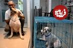 (ویدئو) رنج حیوانات خانگی و خیابانی در پی گرمای بی‌سابقه در آسیا