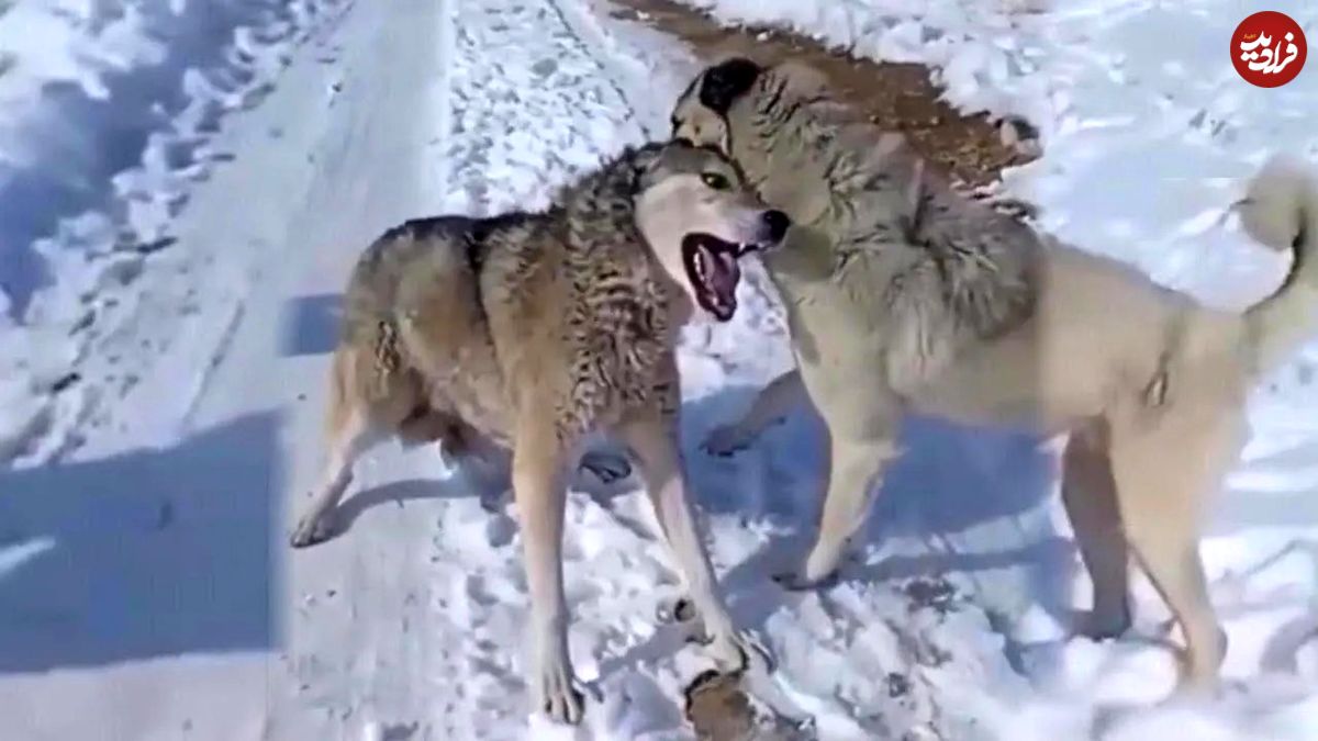 (ویدئو) 10 لحظه حیرت‌انگیز از حمله سگ‌های کانگال به خطرناک‌ترین حیوانات وحشی