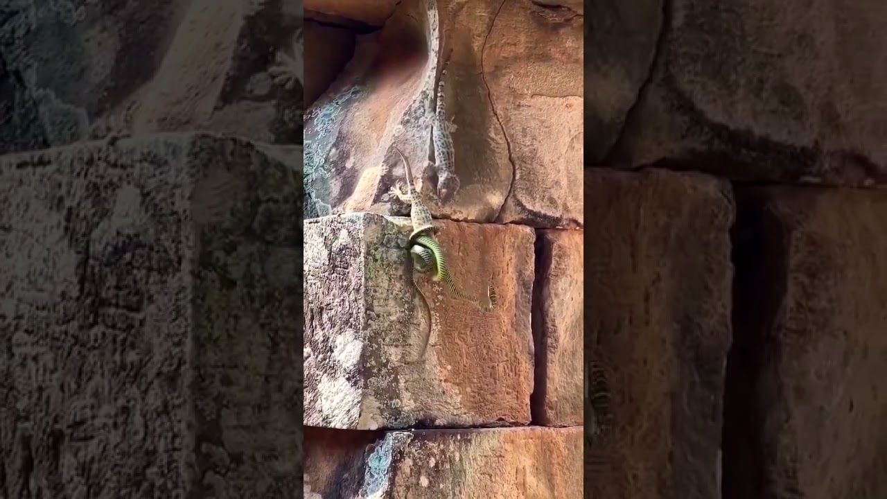 (ویدئو) مارمولک ماده در دام مار؛ حمله مارمولک نر به مار برای نجات ماده!