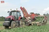 (ویدئو) ببینید آمریکایی ها چگونه هزار تن خیار را به سرعتی باورنکردنی برداشت می کنند