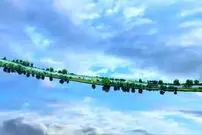 ببینید| توهم حرکت خودروها در آسمان بر اثر انعکاس نور در دریاچه