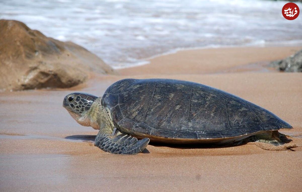 (ویدئو) لاکپشت سبز جزیره کیش بعد از عمل جراحی 