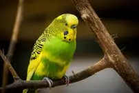ویزیت آنلاین دامپزشکی با پت وت