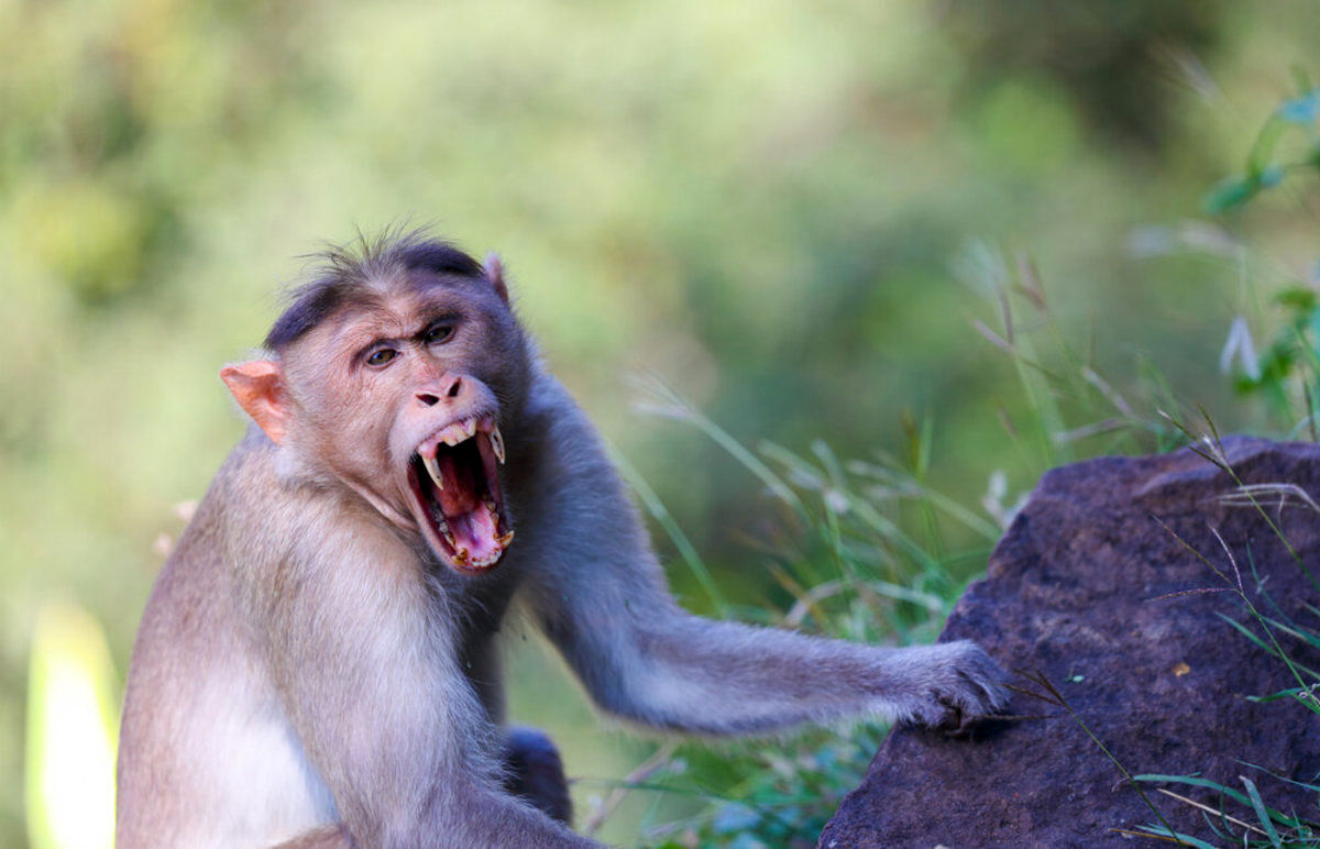 (ویدئو) انتقام‌گیری دردناک یک میمون؛ چشم در برابر چشم، بچه در برابر بچه!