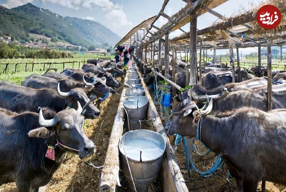 (ویدئو) از پرورش بوفالو تا برداشت شیر؛ فرآیند تولید پنیر از شیر بوفالو در کارخانه