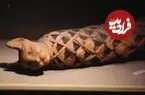چرا مصریان باستان عاشق گربه‌ها بودند؟