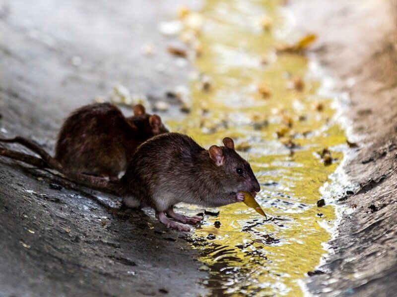 ( ویدیو) پرسه زدن ترسناک گله موش‌ها در خیابان لاکرونیا اسپانیا