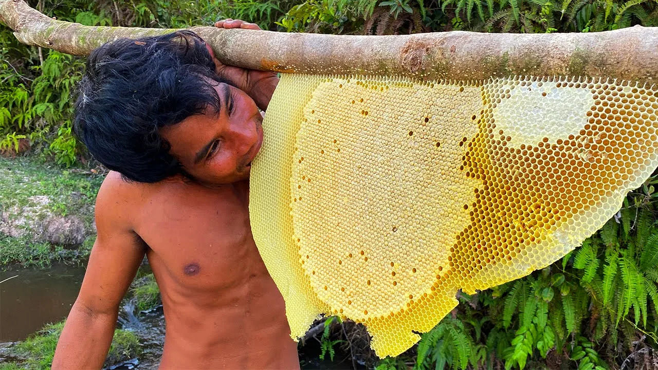 (ویدئو) برداشت کندوی عسل وحشی در جنگل های اکوادور توسط یک شکارچی ماجراجو