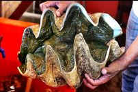 ببینید؛ غذای خیابانی در ویتنام؛ تهیه ساشیمی و غذاهای متنوع با صدف دریایی غول پیکر در هانوی
