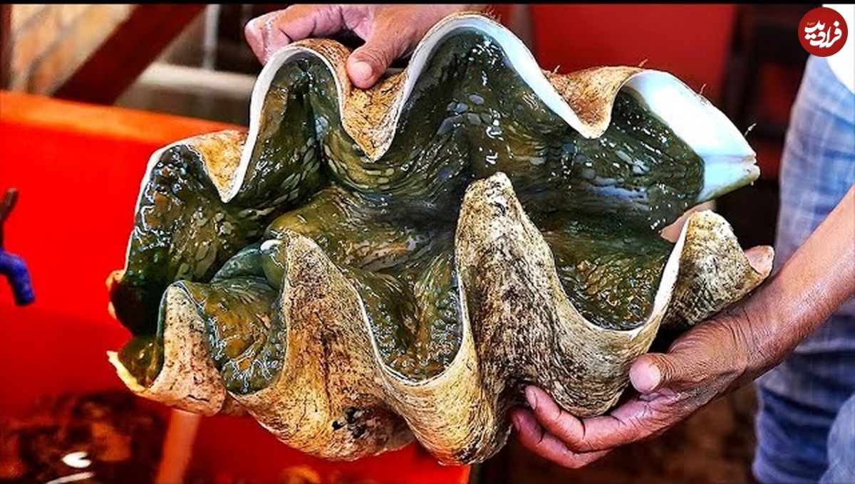 ببینید؛ غذای خیابانی در ویتنام؛ تهیه ساشیمی و غذاهای متنوع با صدف دریایی غول پیکر در هانوی