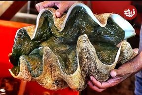 ببینید؛ غذای خیابانی در ویتنام؛ تهیه ساشیمی و غذاهای متنوع با صدف دریایی غول پیکر در هانوی