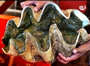 ببینید؛ غذای خیابانی در ویتنام؛ تهیه ساشیمی و غذاهای متنوع با صدف دریایی غول پیکر در هانوی