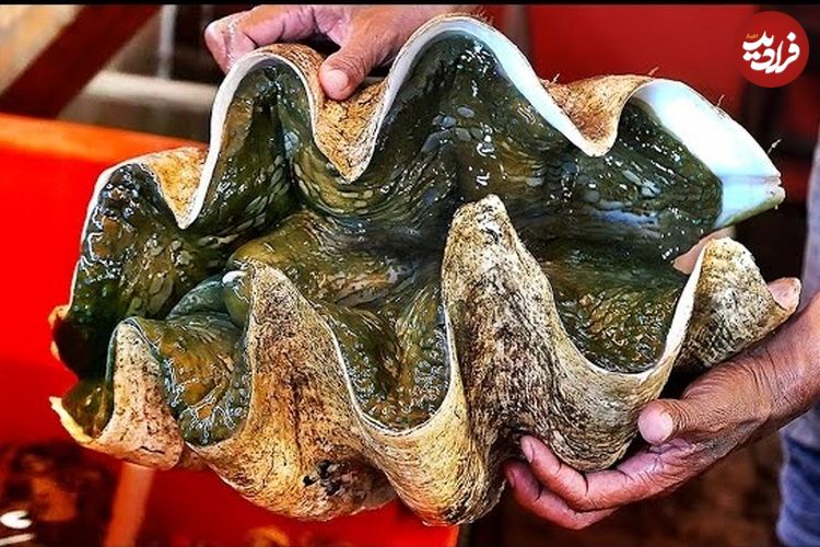 ببینید؛ غذای خیابانی در ویتنام؛ تهیه ساشیمی و غذاهای متنوع با صدف دریایی غول پیکر در هانوی