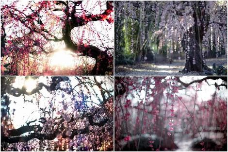 (عکس) آغاز بهار در ژاپن با عطر سرمست‌کننده شکوفه‌های آلو