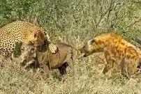 (ویدئو) دفاع جانانه گراز ها از بچه های خود در برابر یوزپلنگ