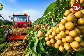 ببینید؛ فرآیند کاشت، برداشت و فرآوری هزاران کیلو لونگان در مزارع و کارخانه های ویتنام