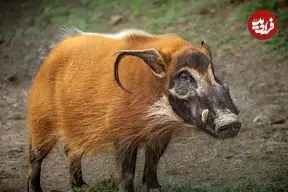 تصاویر| خوک بیشه؛ خوک وحشی تنومند و بسیار تهاجمی با پوزه بلند که استاد شنا کردن است و می‌تواند انواع گیاهان سمی را بخورد