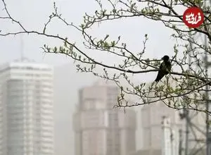 شاخص آلودگی هوای تهران امروز چهارشنبه ۲۹ بهمن / پایتخت در محاصره ذرات معلق