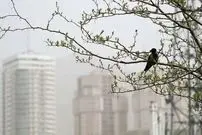شاخص آلودگی هوای تهران امروز چهارشنبه ۲۹ بهمن / پایتخت در محاصره ذرات معلق