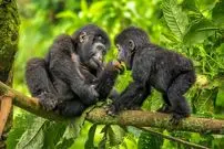 شاهکارهای عکاسی طبیعت در سال 2025 که از بین 20 هزار عکس انتخاب شده‌اند