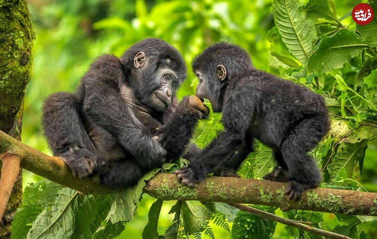 شاهکارهای عکاسی طبیعت در سال 2025 که از بین 20 هزار عکس انتخاب شده‌اند