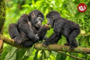 شاهکارهای عکاسی طبیعت در سال 2025 که از بین 20 هزار عکس انتخاب شده‌اند