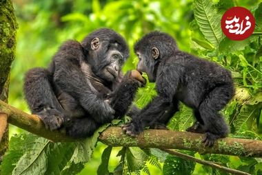 شاهکارهای عکاسی طبیعت در سال 2025 که از بین 20 هزار عکس انتخاب شده‌اند