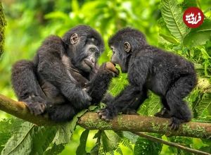 شاهکارهای عکاسی طبیعت در سال 2025 که از بین 20 هزار عکس انتخاب شدهاند