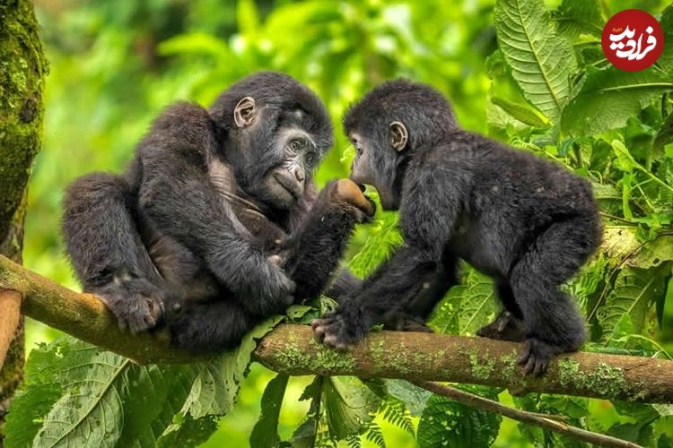 شاهکارهای عکاسی طبیعت در سال 2025 که از بین 20 هزار عکس انتخاب شدهاند