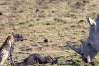 ببینید| سفر به حیات وحش؛ وقتی «کرگدن» روی اعصاب یوزپلنگ می رود!