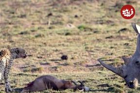 ببینید| سفر به حیات وحش؛ وقتی «کرگدن» روی اعصاب یوزپلنگ می رود!