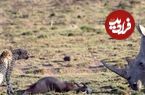 ببنیید| سفر به حیات وحش؛ وقتی «کرگدن» روی اعصاب یوزپلنگ می رود!