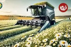 ببینید| روند برداشت گل بابونه و تهیه روغن و اسانس با آن در فرانسه