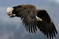 (ویدیو) حمله ناگهانی عقاب برای شکار خرس!