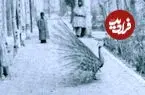 عکس| سفر زمان؛ تصویر رنگی‌شده از «طاووس‌های ناصرالدین شاه» در حیاط کاخ گلستان