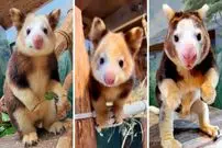 ببینید| کانگوروی درختی؛ حیوان کمیاب و بامزه ای که روی درخت زندگی می کند