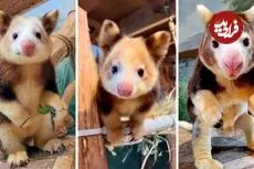 ببینید| کانگوروی درختی؛ حیوان کمیاب و بامزه ای که روی درخت زندگی می کند