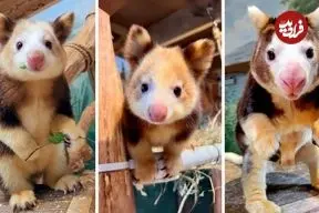 ببینید| کانگوروی درختی؛ حیوان کمیاب و بامزه ای که روی درخت زندگی می کند