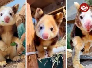 ببینید| کانگوروی درختی؛ حیوان کمیاب و بامزه ای که روی درخت زندگی می کند