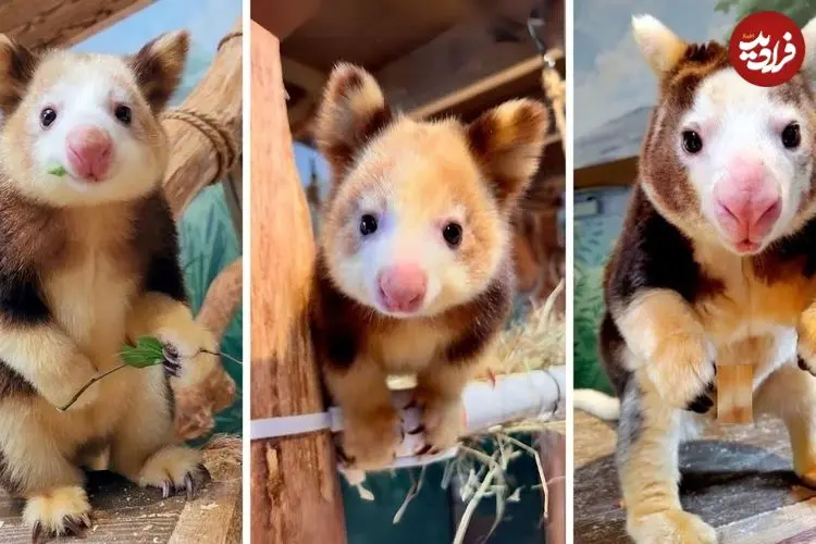 ببینید| کانگوروی درختی؛ حیوان کمیاب و بامزه ای که روی درخت زندگی می کند