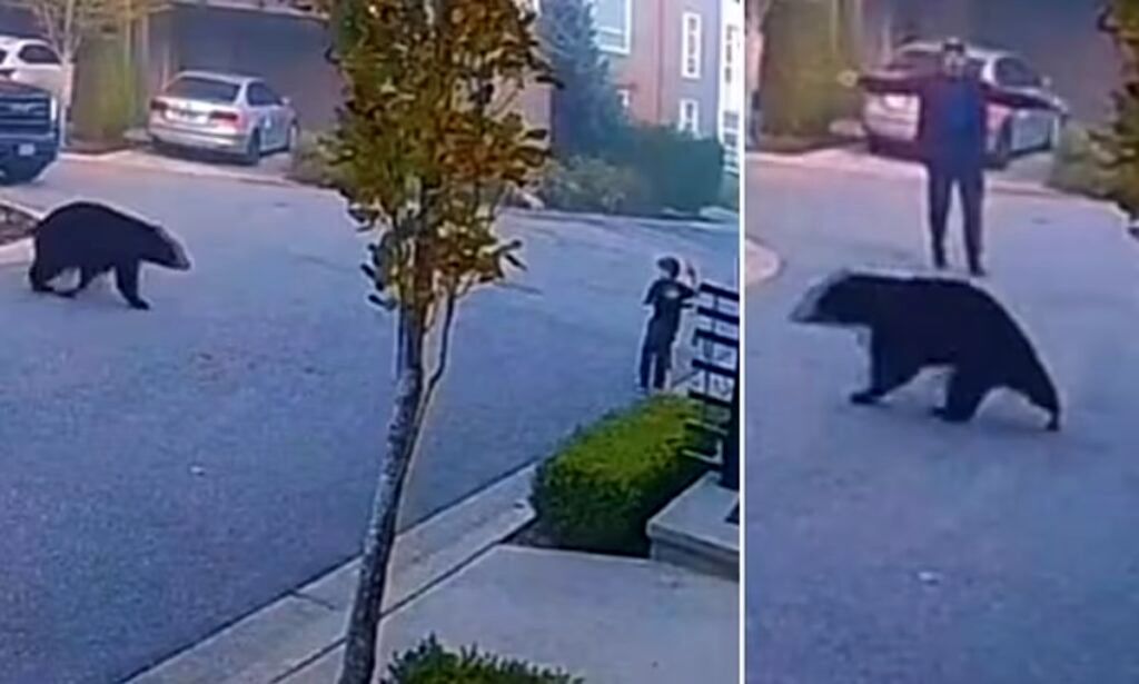 ( ویدیو) لحظه ترسناک نزدیک شدن خرس سیاه به یک کودک و مردی که او را نجات می دهد 