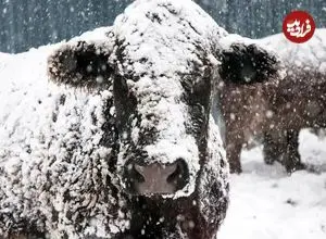 ببینید| چند گاو در ترکیه در میان برف گرفتار شدند